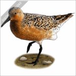 Red Knot stock image