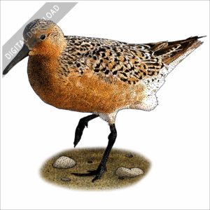 Red Knot stock image