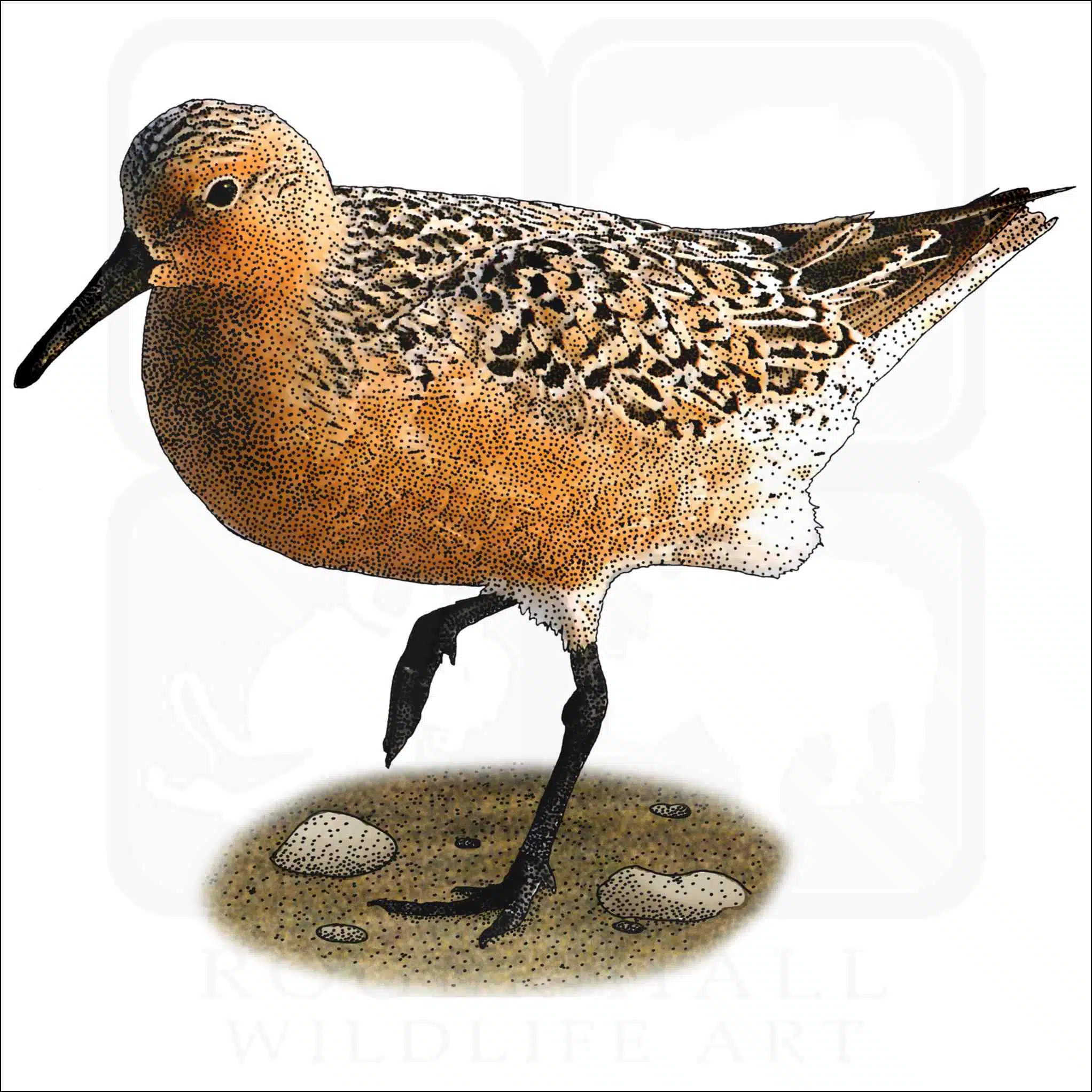 Red Knot Red Knot illustration