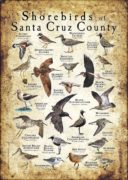 Shorebirds of Santa Cruz County poster print