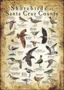 Shorebirds of Santa Cruz County poster print