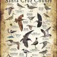 Shorebirds of Santa Cruz County poster print