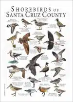 Shorebirds of Santa Cruz County poster print