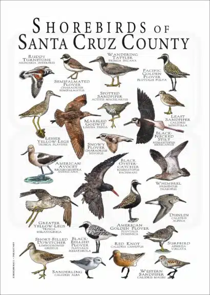 Shorebirds of Santa Cruz County poster print