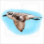 Snowy Plover illustration