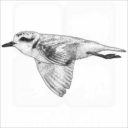 Snowy Plover