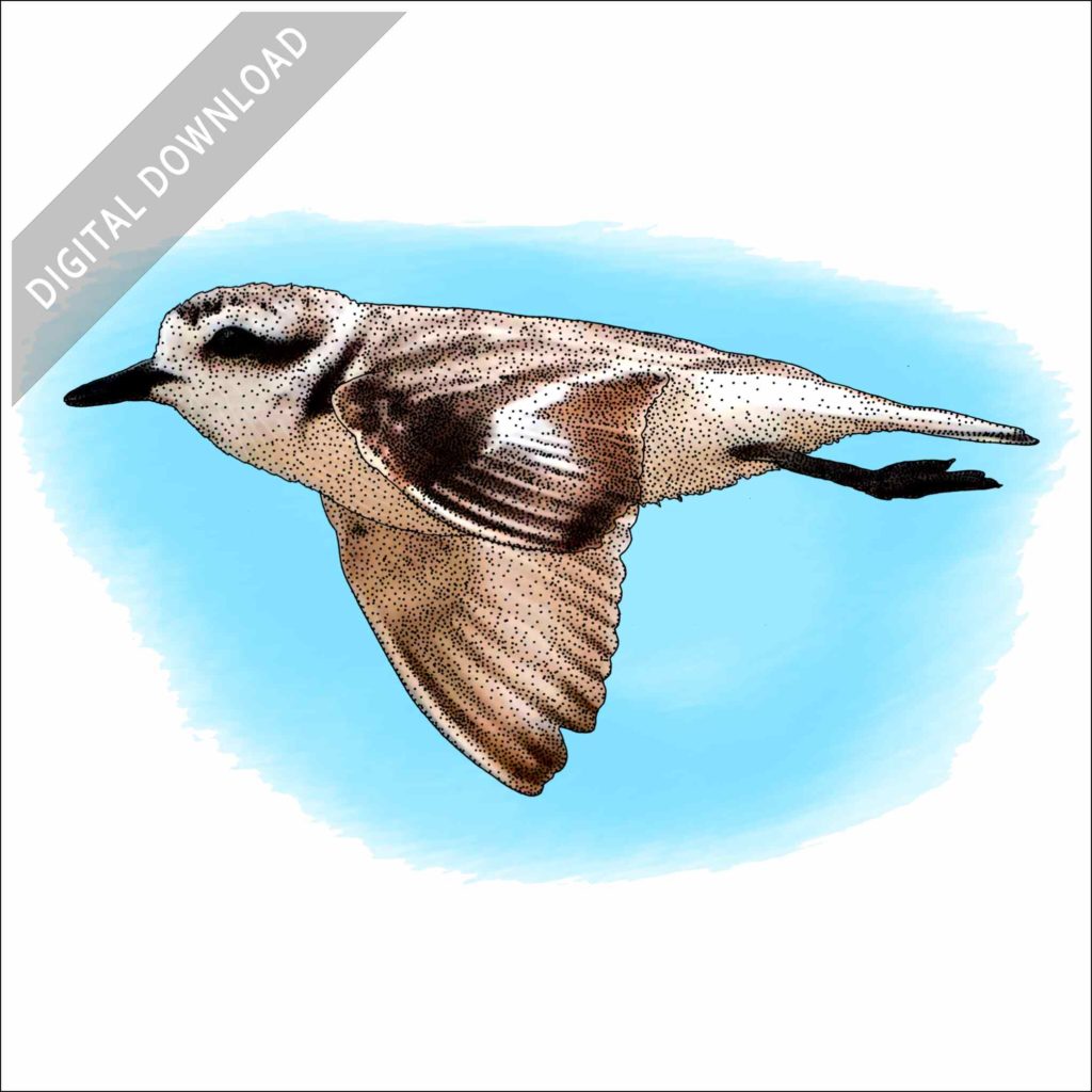 Clowder Drawing Stock Art Drawing of a Snowy Plover