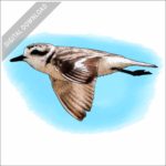 Snowy Plover stock image