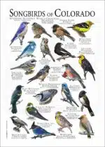 Songbirds of Colorado Poster Print - Image 2