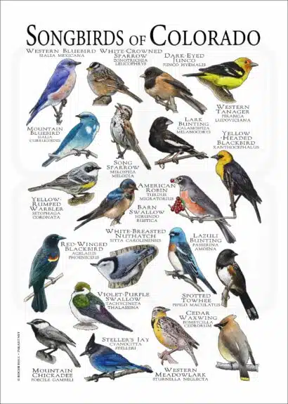 Songbirds of Colorado Poster Print - Image 2
