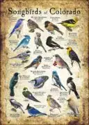 Songbirds of Colorado poster print