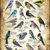 Songbirds of Colorado poster print