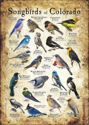 Songbirds of Colorado poster print