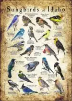 Songbirds of Idaho poster print