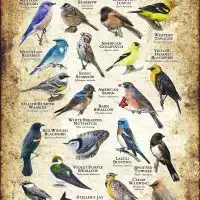 Songbirds of Idaho poster print