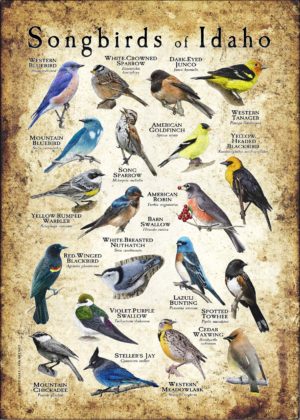 Songbirds of Idaho poster print