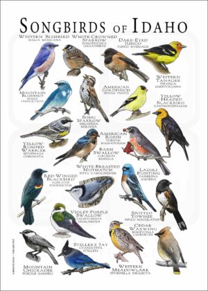 Songbirds of Idaho poster print
