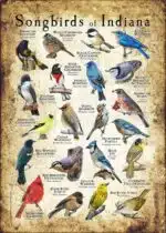 Songbirds of Indiana poster print