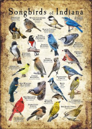 Songbirds of Indiana poster print
