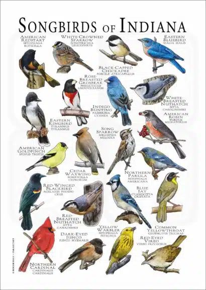Songbirds of Indiana poster print