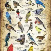 Songbirds of Iowa poster print