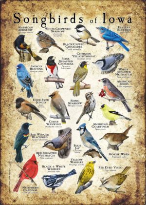 Songbirds of Iowa poster print