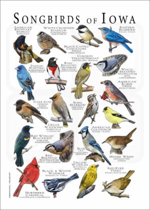 Songbirds of Iowa poster print