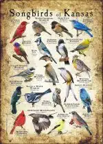 Songbirds of Kansas poster print
