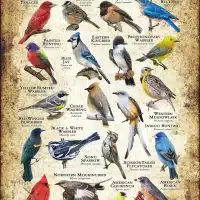 Songbirds of Kansas poster print