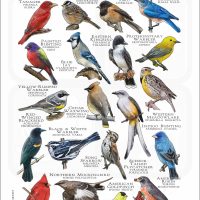Songbirds of Kansas poster print