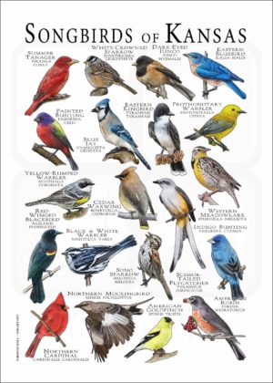 Songbirds of Kansas poster print