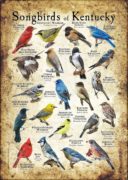 Songbirds of Kentucky poster print