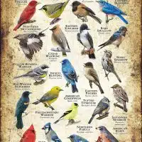 Songbirds of Kentucky poster print