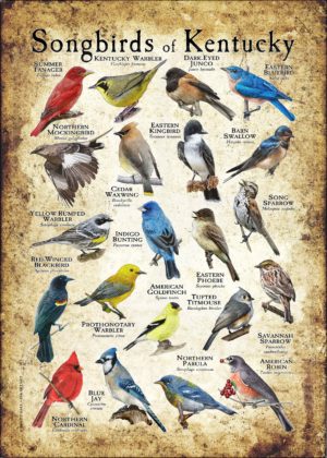 Songbirds of Kentucky poster print