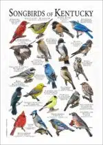 Songbirds of Kentucky poster print