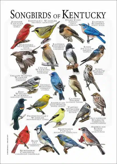 Songbirds of Kentucky poster print