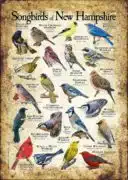 Songbirds of New Hampshire poster print
