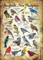 Songbirds of New Hampshire poster print