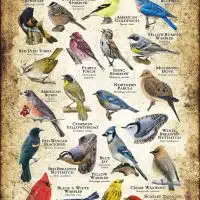 Songbirds of New Hampshire poster print