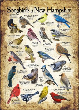 Songbirds of New Hampshire poster print