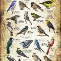 Songbirds of New Mexico poster print