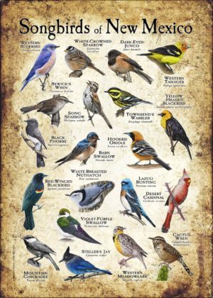 Songbirds of New Mexico poster print