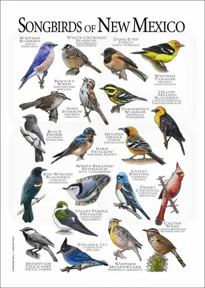 Songbirds of New Mexico poster print