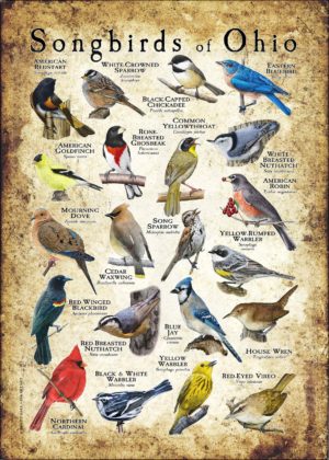 Songbirds of Ohio poster print