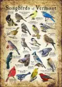 Songbirds of Vermont poster print