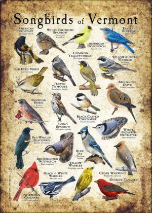 Songbirds of Vermont poster print