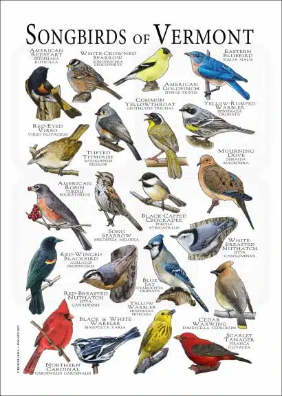 Songbirds of Vermont poster print