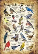 Songbirds of Wisconsin poster print
