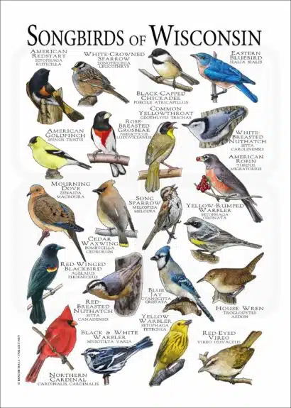 Songbirds of Wisconsin poster print