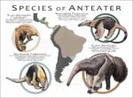 Species of Anteater poster print